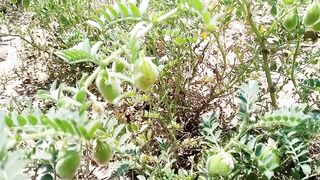 دیسی سفید چنوں کے پودے آپکی خدمت میں