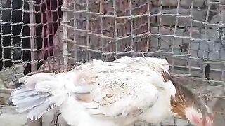 The hen ll io