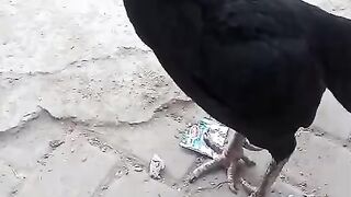 Hens demand