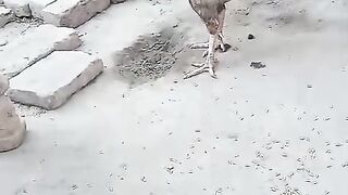 Brick hen