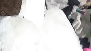 Leaves hen