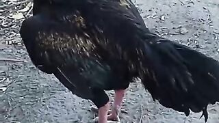 The the rooster