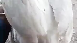 Hand and white hera