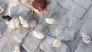 Chicks and hen mother