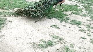The peacock birds