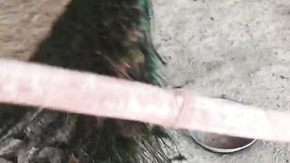 The tail ll beautiful