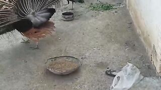 Nor peacock