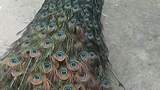 Big peacock