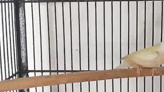 Bird and bird