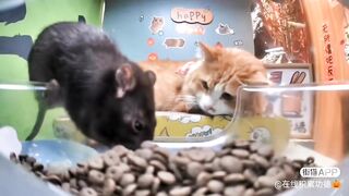Mr. Scarf ????& the rat | Part-3