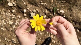 Beautiful flower