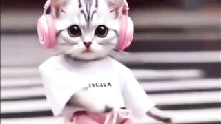 Cat dance video