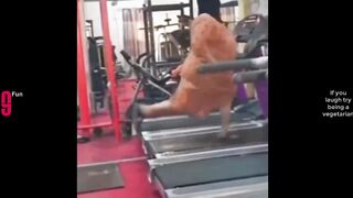 TRY NOT TO LAUGH ???? Best Funny Videos Compilation ???????????? Memes PART 174