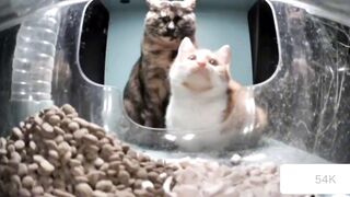 Cats - Mr.wicked observer