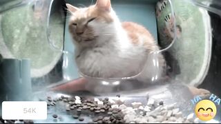 Cats. Mr.dirty пришел покушать
