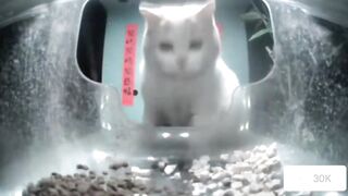 Cat  Ms.snowflake came to eat