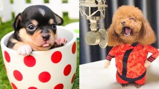 Baby Dogs - Cute and Funny Dog Videos Compilation