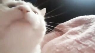 Cat vibing to puddle ringtone