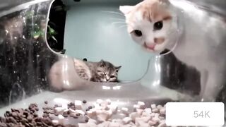 Cats \ Mr. Security and Mr. Don't care