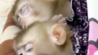 Funny monkey ????