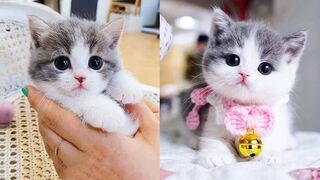 Baby Cats - Cute and Funny Cat Videos Compilation#Mwwanimal