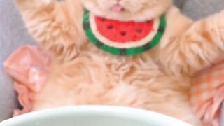 Cats funny