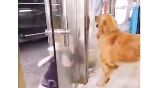 Funny dogs| dogs lovers| dong fighting