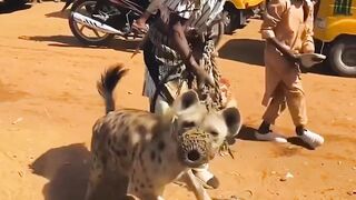 African Man pets a wild beast