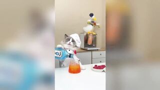 That Little Puff | Cats Make Food ???? | TikTok Compilation 2023 #1
