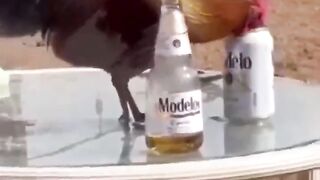 A Rooster Recounts His Beer Adventure