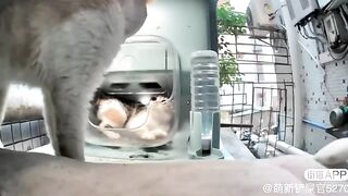 Cat Debate ????| Cat Talks | Part-1