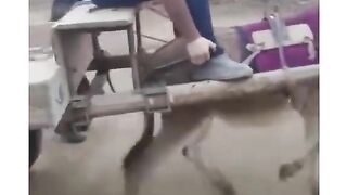 Break Of Donkey :)