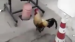 whats a fight subscribe for more