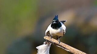 Wildlife Asian paradise flycatcher (male)
