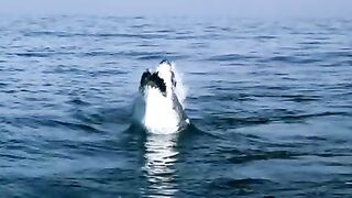 Great white Shark