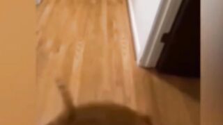 Funniest cats ????????????????????