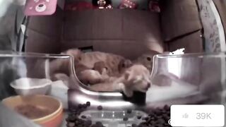 Cats - Time for orange cats