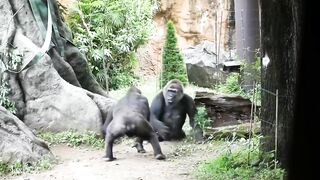 20 Minutes Of Funniest Animals 2024