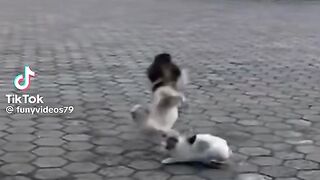 Que paso aquí con los Michi