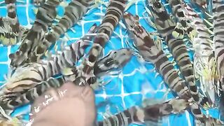 Crab fish