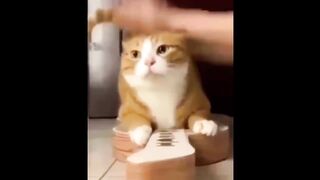 Funniest Cats And Dogs Videos. Best Funny Animal Videos 2024