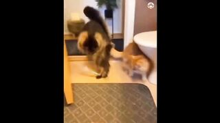 Funniest Cats and Dogs Videos 2024