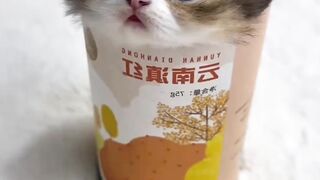 Cute baby cats funny