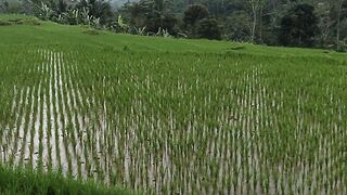 Kampung Pesawahan