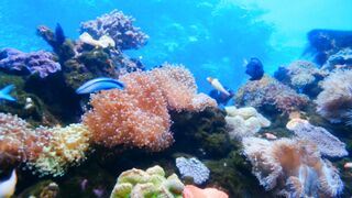 "Diving into the Depths: Exploring the Wonders of Marine Fish Life"