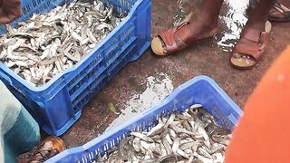 Amazing fish