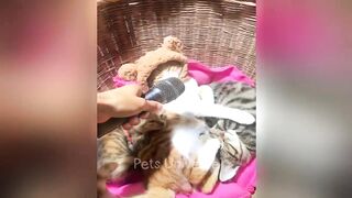 You Laugh You Lose ???? Funniest Cats and Dogs 2023 ???????? Part 7