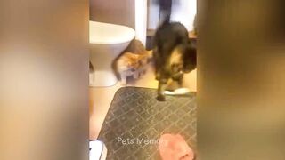 Animaux les plus drôles ???? Nouveaux chats et chiens drôles ???????? Partie 18