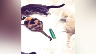 New Funny Videos 2023 ???? Cutest Cats and Dogs ???????? Part 235