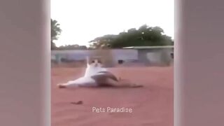 New Funny Cat and Dog Videos ???????? Funniest Animals ???? Part 3
